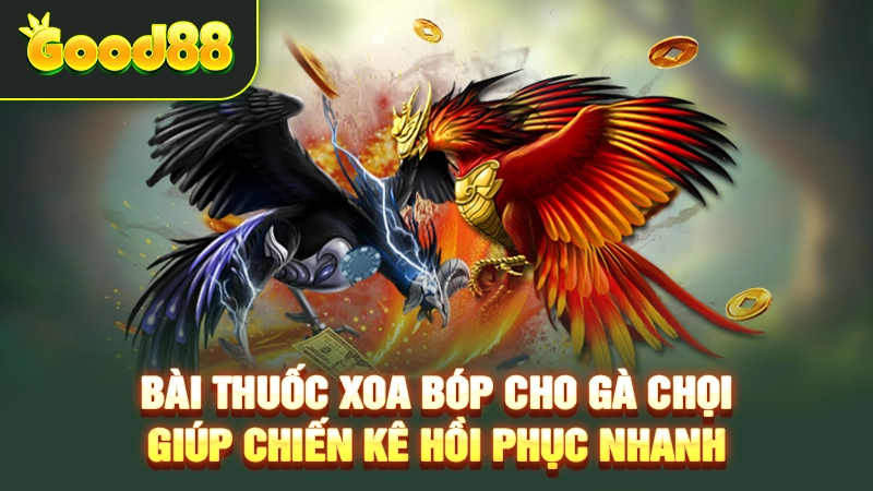 Điểm cần chú ý khi dùng các bài thuốc xoa bóp cho gà chọi