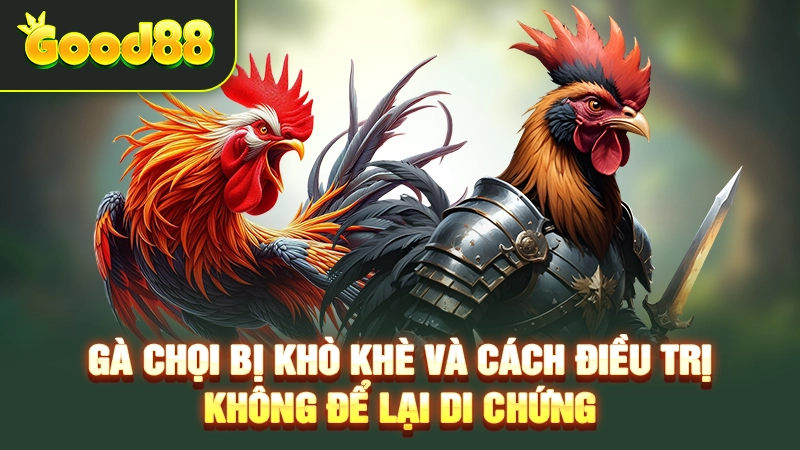 Gà Chọi Bị Khò Khè Và Cách Điều Trị Không Để Lại Di Chứng