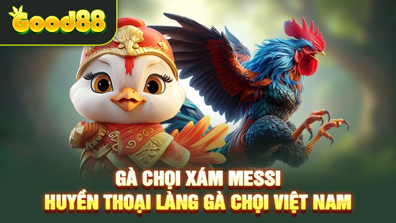 Gà Chọi Xám Messi – Huyền Thoại Làng Gà Chọi Việt Nam