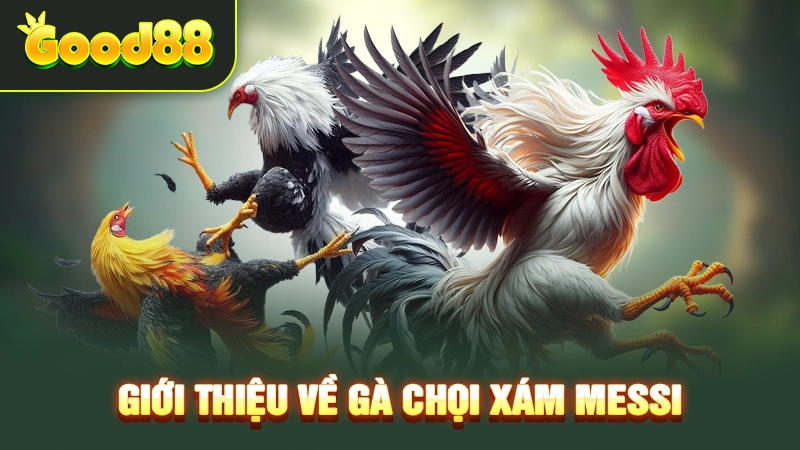 Gà Chọi Xám Messi - Huyền Thoại Làng Gà Chọi Việt Nam 1 Giới thiệu về gà chọi Xám Messi