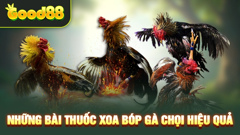 Bài Thuốc Xoa Bóp Cho Gà Chọi - Giúp Chiến Kê Hồi Phục Nhanh 1 Những bài thuốc xoa bóp gà chọi hiệu quả